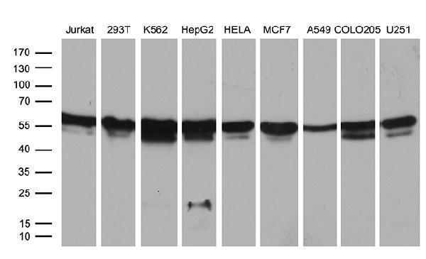 m01824 anti ring1 mouse monoclonal antibody clone id oti3g7 wb testing 2