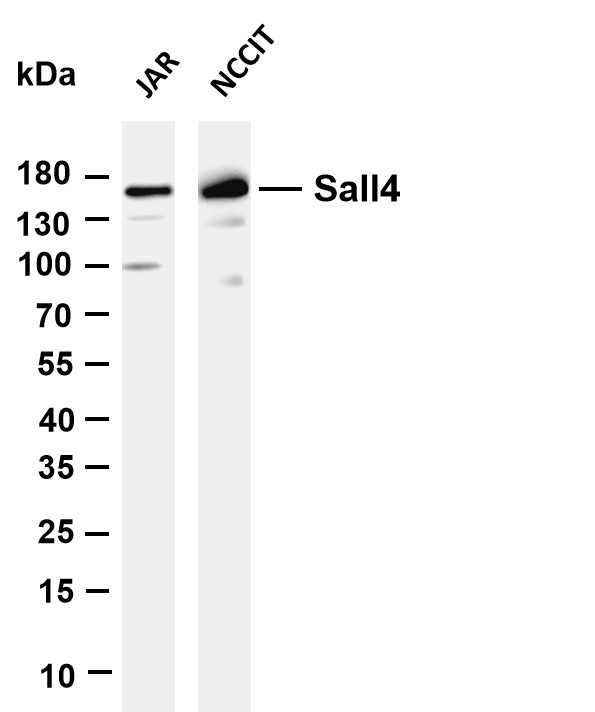 Various whole cell lysates were separated by 4-20% SDS-PAGE, and the membrane was blotted with anti-Sall4 antibody