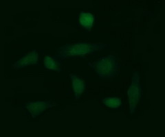 m01829 1 anti glb1 mouse monoclonal antibody clone id oti10b2 if testing 3