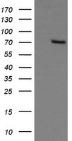 m01829 1 anti glb1 mouse monoclonal antibody clone id oti10b2 wb testing 1