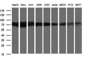 m01829 1 anti glb1 mouse monoclonal antibody clone id oti10b2 wb testing 2