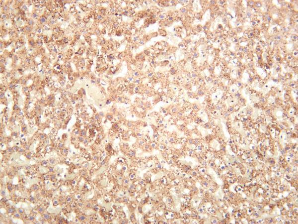 Rat liver was stained with anti-β-Galactosidase rabbit antibody