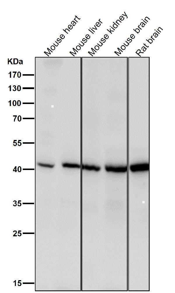 All lanes use the Antibody at 1:1K dilution for 1 hour at room temperature