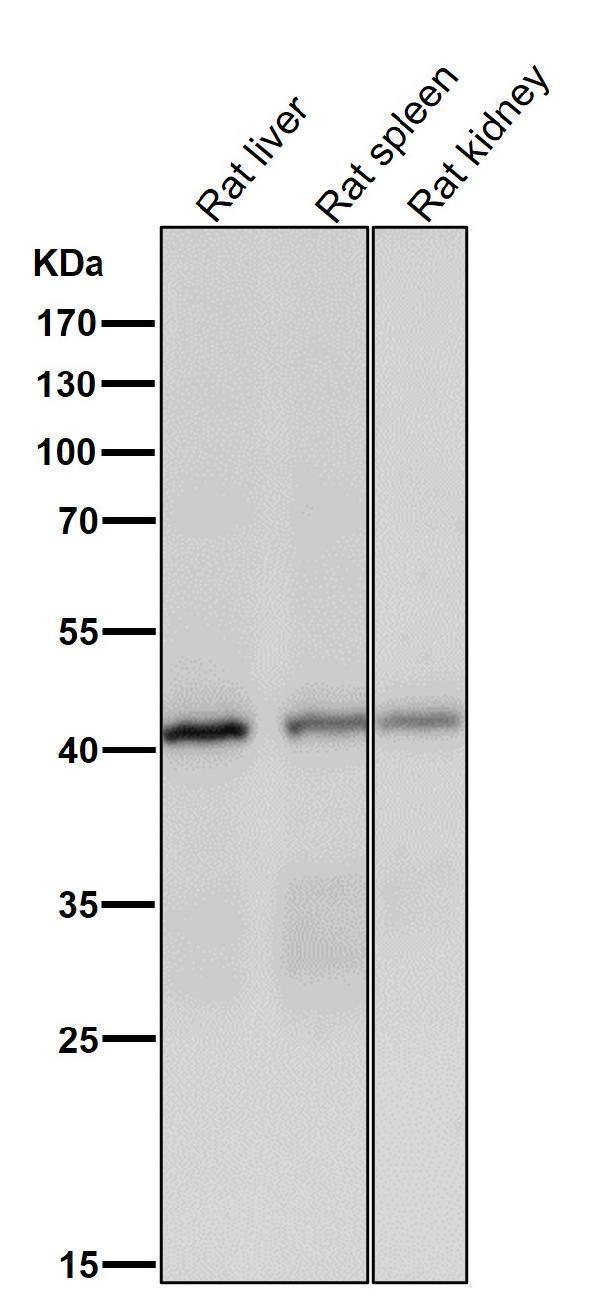 All lanes use the Antibody at 1:1K dilution for 1 hour at room temperature