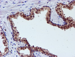 m01831 anti spermine synthase sms mouse monoclonal antibody clone id oti3c9 ihc testing 4