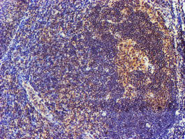m01831 anti spermine synthase sms mouse monoclonal antibody clone id oti3c9 ihc testing 6