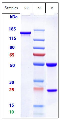 m01840 3 sds page