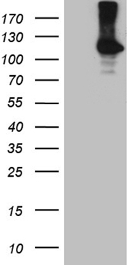 m01840 anti ror2 mouse monoclonal antibody clone id oti4b10 wb testing 1