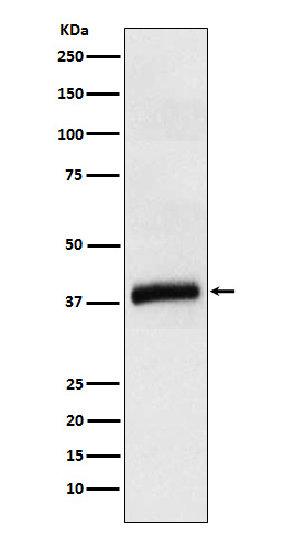 Western blot analysis of APOL1 expression in Human plasma cell lysate