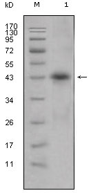 m01841 apol1 primary antibodyes wb testing 1