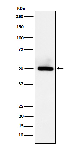 Western blot analysis of BMP15 expression in HeLa cell lysate
