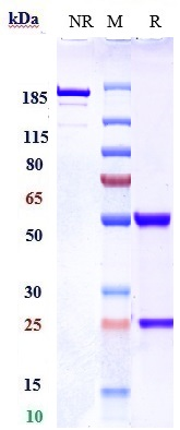 Anti-RTN4/NOGO Reference Antibody (NG-101) on SDS-PAGE under reducing (R) condition