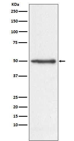 Western blot analysis of Nogo expression in HeLa cell lysate