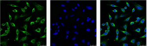 m01845 2 prdx1 primary antibodyes if testing 4