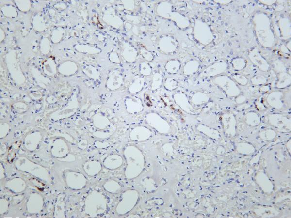 Human kidney was stained with anti-Peroxiredoxin 1 rabbit antibody