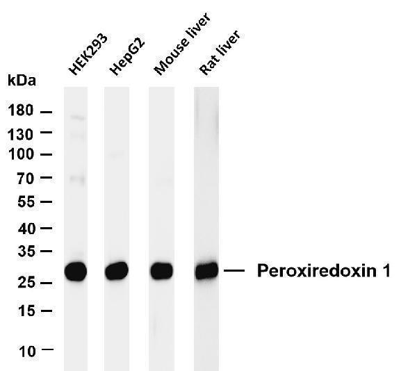m01845 3 prdx1 primary antibodies wb testing 1