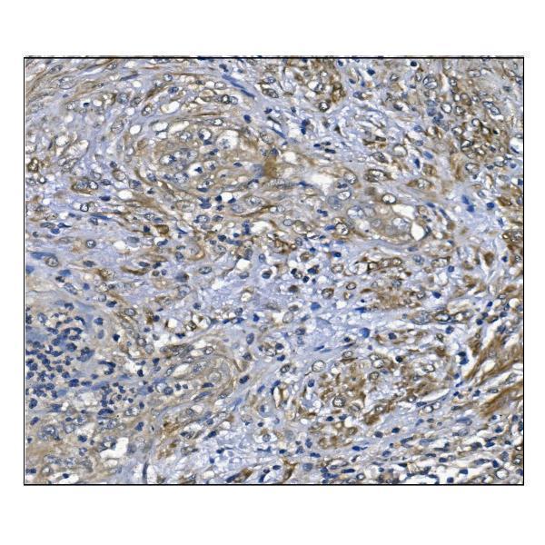 m01847 1 prdx6 primary antibodies ihc testing 4