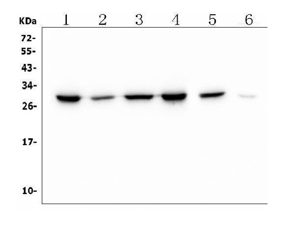 m01847 1 prdx6 primary antibodies wb testing 1_1