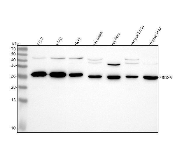  Western blot analysis of PRDX6 using anti-PRDX6 antibody (M01847)