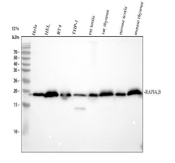 m01848 rap1a rap1b primary antibodies wb testing 1
