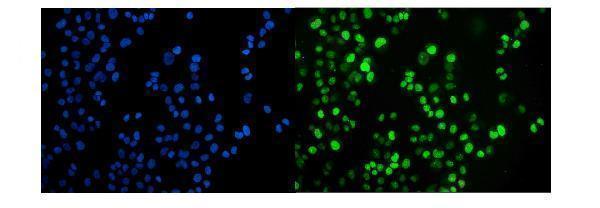 m01849 2 cops5 primary antibodies if testing 8