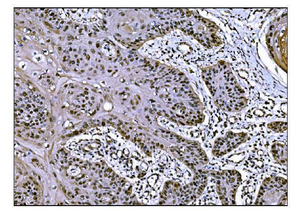 m01849 2 cops5 primary antibodies ihc testing 2