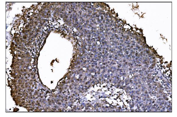 m01849 2 cops5 primary antibodies ihc testing 3