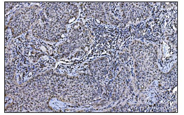 m01849 2 cops5 primary antibodies ihc testing 4
