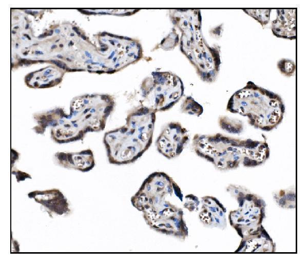 m01849 2 cops5 primary antibodies ihc testing 5