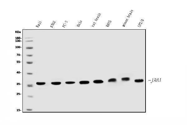 m01849 2 cops5 primary antibodies wb testing 1