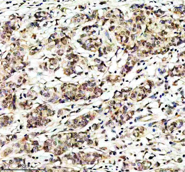 m01849 cops5 primary antibodies ihc testing 5