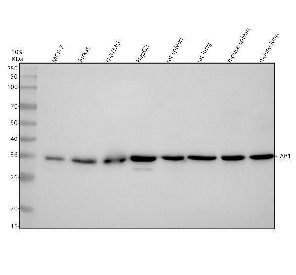 m01849 jab1 primary antibodies wb testing 1