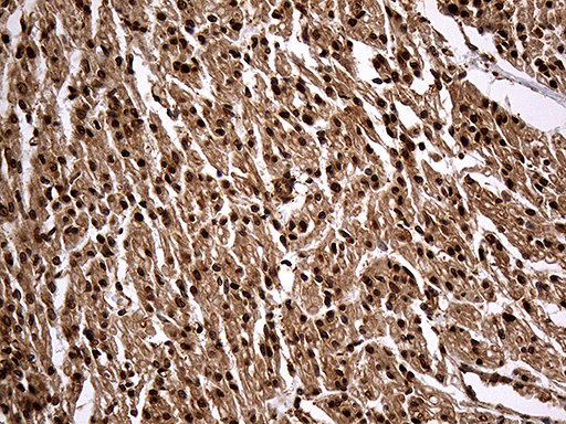 m01851 1 anti kpnb1 mouse monoclonal antibody clone id oti6h3 ihc testing 3