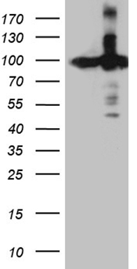 m01851 1 anti kpnb1 mouse monoclonal antibody clone id oti6h3 wb testing 1