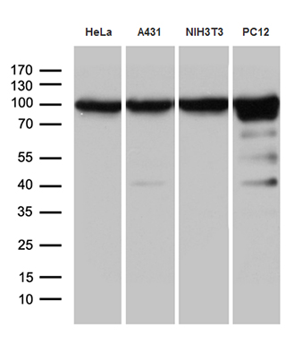 m01851 1 anti kpnb1 mouse monoclonal antibody clone id oti6h3 wb testing 2