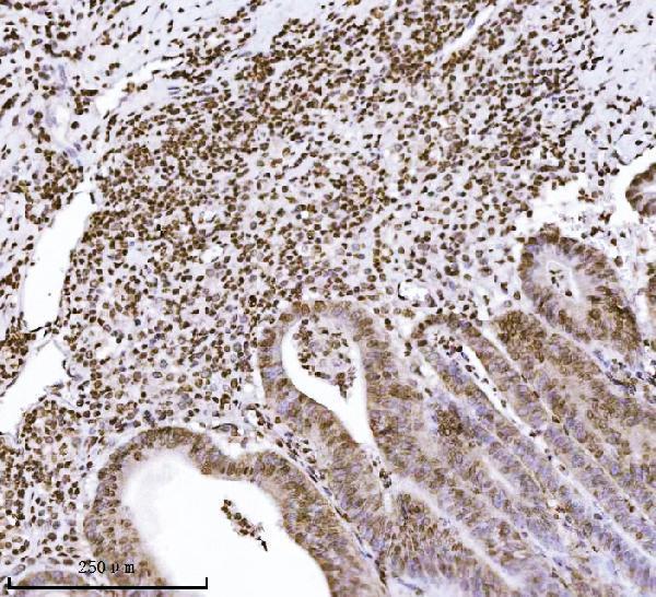 m01851 2 kpnb1 primary antibodies ihc testing 6