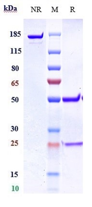 Anti-GREM1/Gremlin Reference Antibody (Regeneron patent anti-GREM1) on SDS-PAGE under reducing (R) condition