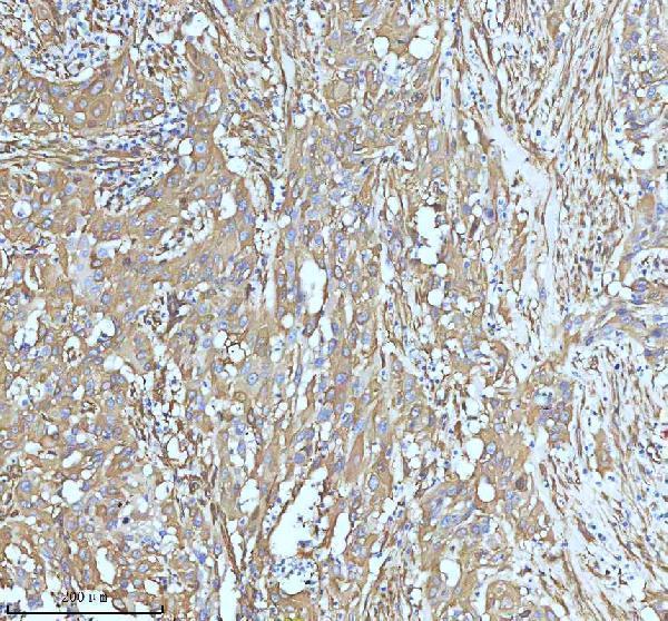 m01857 1 tubb3 primary antibodies ihc testing 8