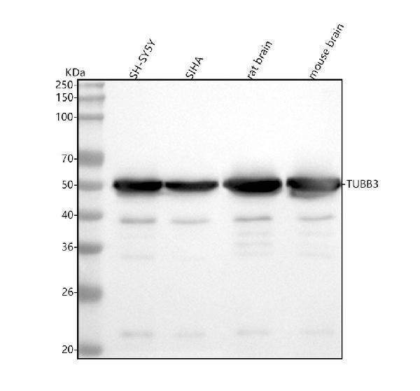 m01857 1 tubb3 primary antibodies wb testing 1