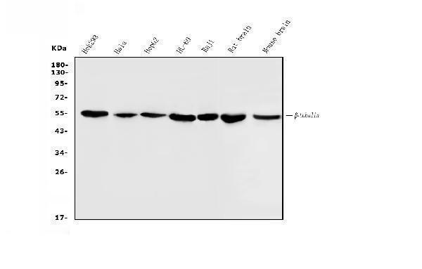 m01857 3 tubulin_beta primary antibodies wb testing 1
