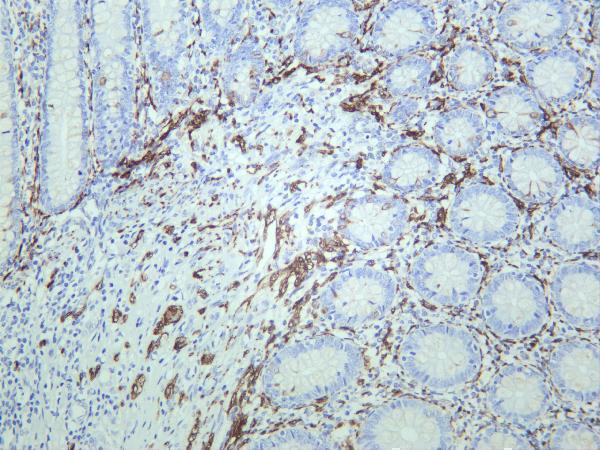 Human appendix was stained with anti-β3 Tubulin rabbit antibody