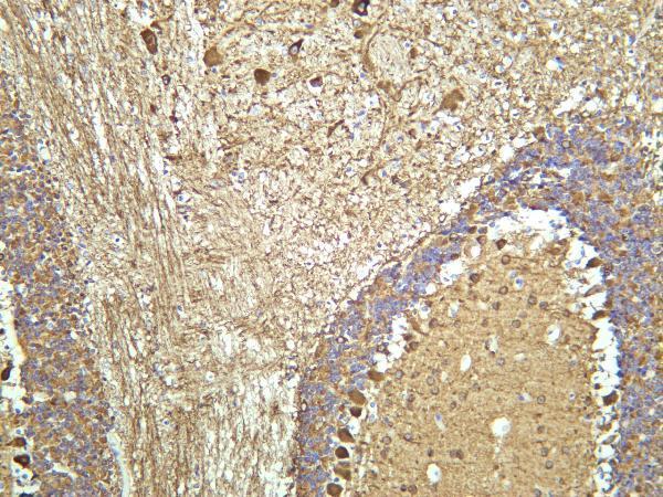 Mouse brain was stained with anti-β3 Tubulin rabbit antibody