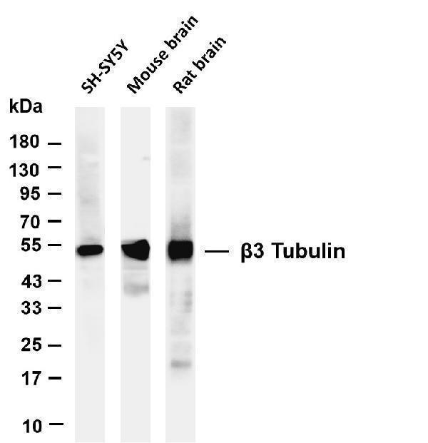 Various whole cell lysates were separated by 4-20% SDS-PAGE, and the membrane was blotted with anti-β3 Tubulin antibody