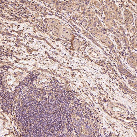 m01857 ihc10