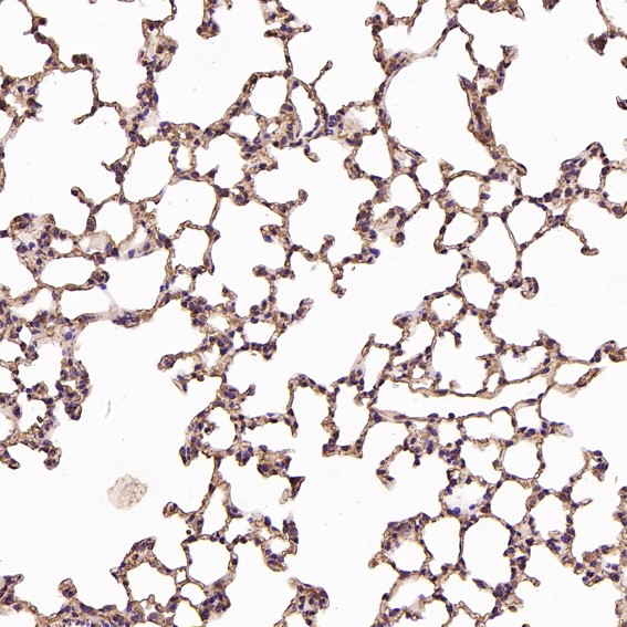 m01857 ihc7