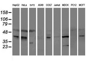 Western blot analysis of extracts (35ug) from 9 different cell lines by usin g anti-SERPINE2 monoclonal antibody (HepG2: human; HeLa: human; SVT2: mouse; A549: human; COS7: monkey; Jurkat: human; MDCK: canine; PC12: rat; MCF7: human)