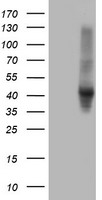 m01863 anti serpine2 mouse monoclonal antibody clone id oti2c9 wb testing 1