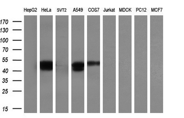 m01863 anti serpine2 mouse monoclonal antibody clone id oti2c9 wb testing 3