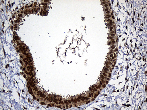 m01864 1 anti rad21 mouse monoclonal antibody clone id oti6c10 ihc testing 4