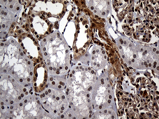 m01864 1 anti rad21 mouse monoclonal antibody clone id oti6c10 ihc testing 6